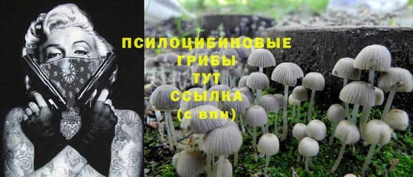 прущие грибы Новодвинск